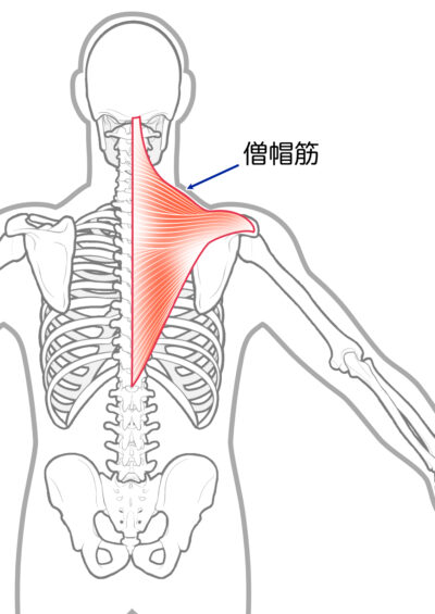 僧帽筋 発達しすぎ 女